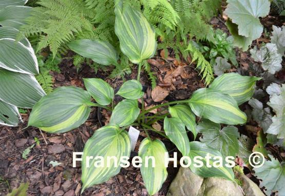 Hosta Dream Maker